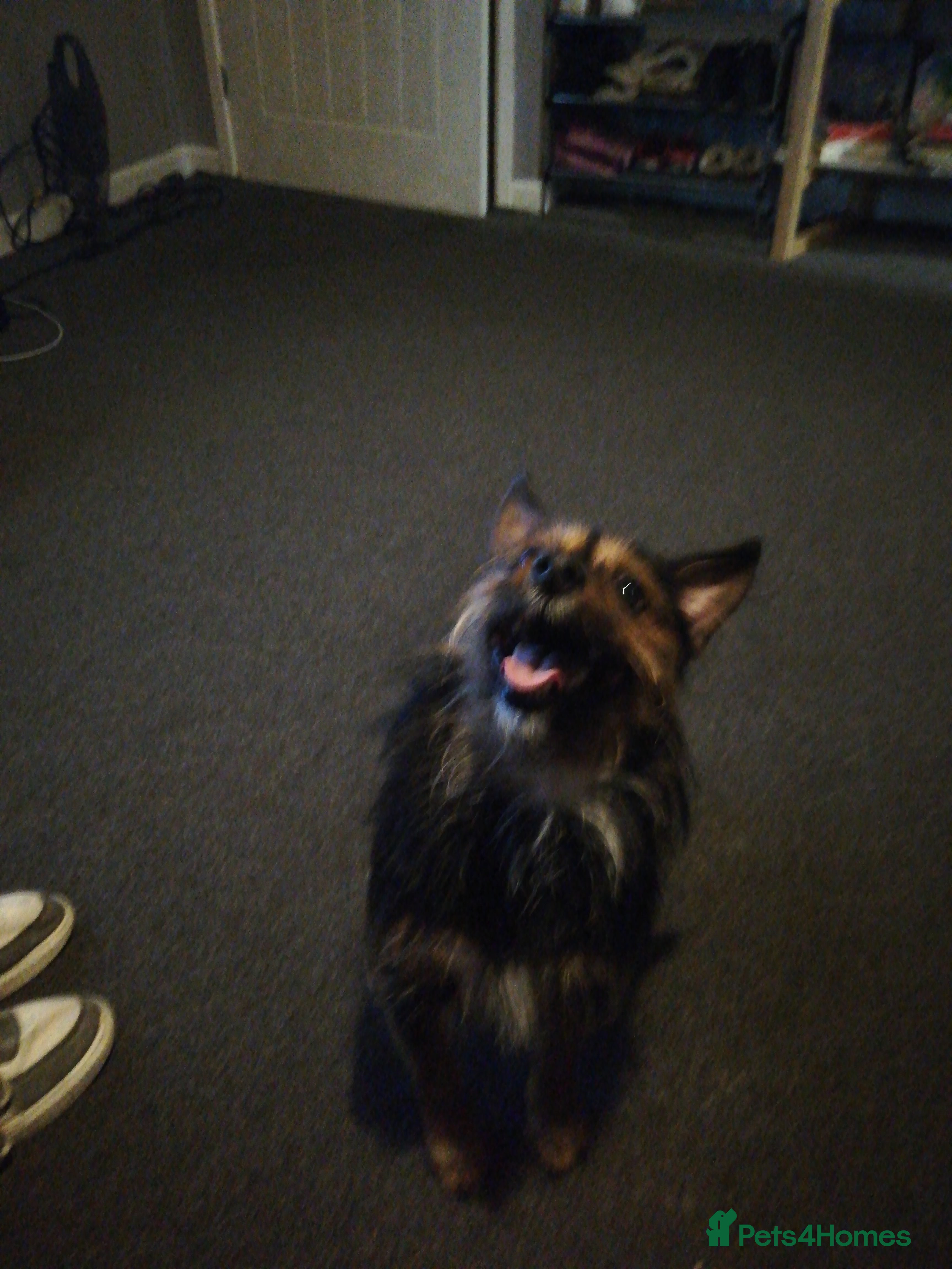 Mixed Breed dogs Need to rehome this dog - Advert 1