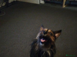 Mixed Breed dogs Need to rehome this dog - Advert 1