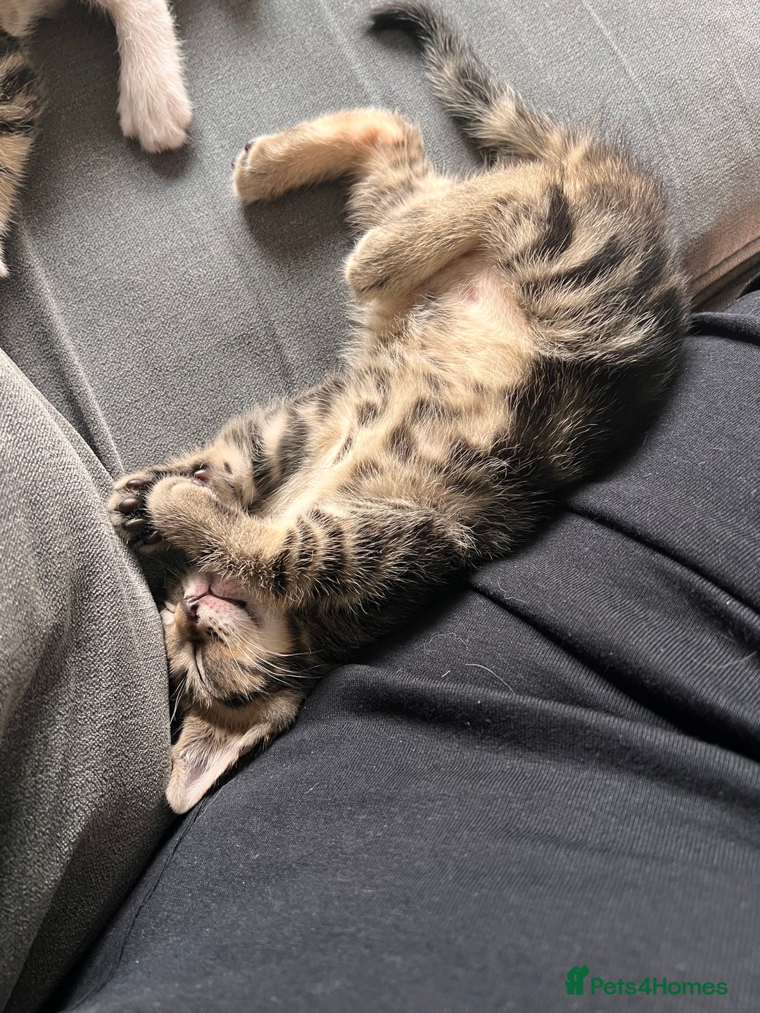 Domestic Shorthair cats for sale: 2 Female Tabby Kittens For Sale - Image 3