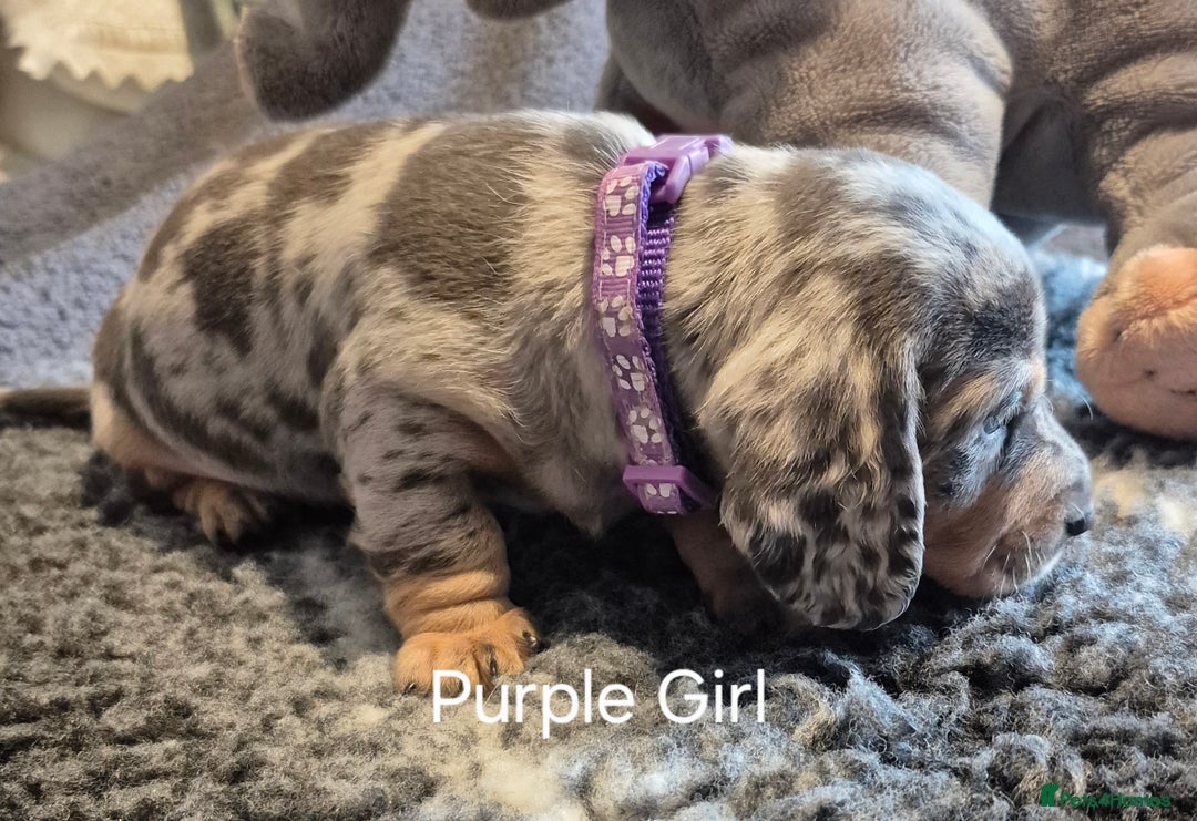 Dachshund dogs for sale: Dachshund Puppies looking for forever homes - Image 29