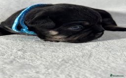 French Bulldog dogs for sale: Four beautiful healthy female French Bulldogs - Image 6
