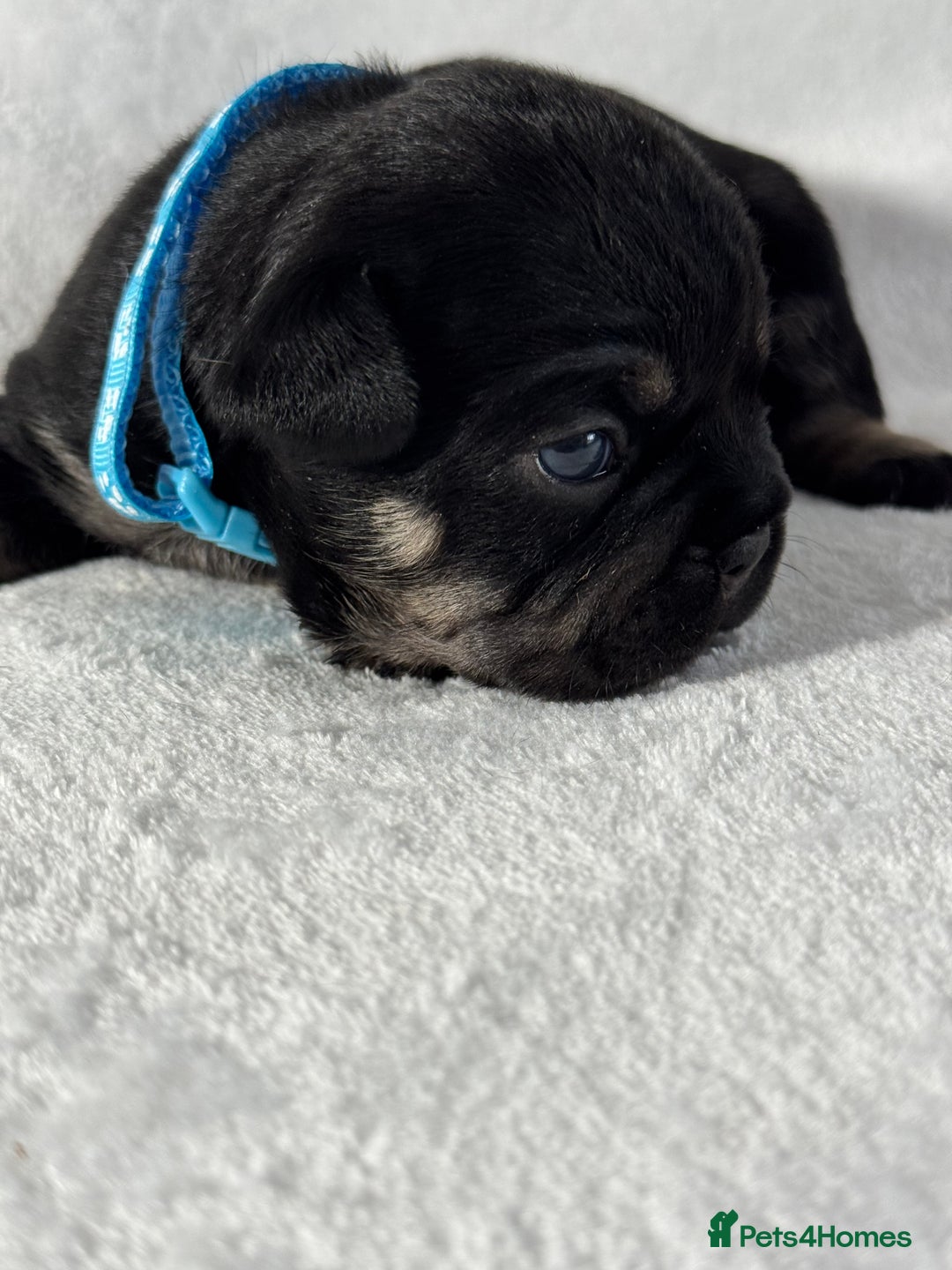 French Bulldog dogs for sale: Four beautiful healthy female French Bulldogs - Image 6