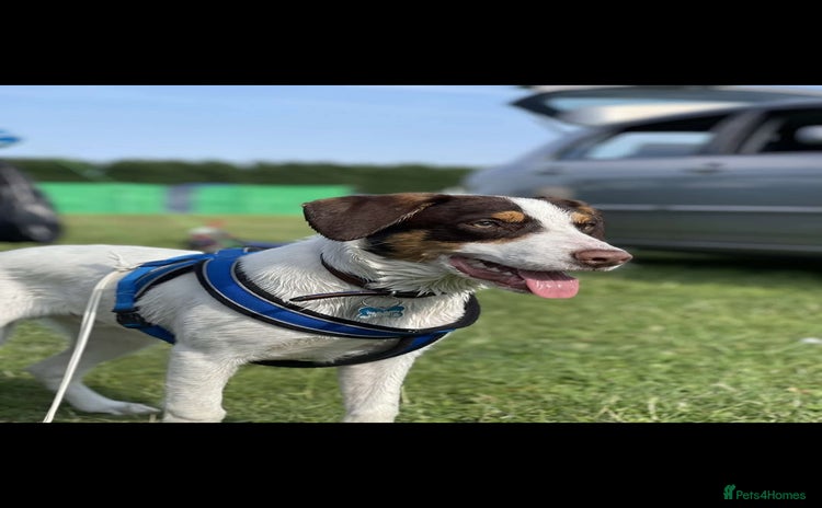 Mixed Breed dogs in Sutton-in-Ashfield - Advert 1