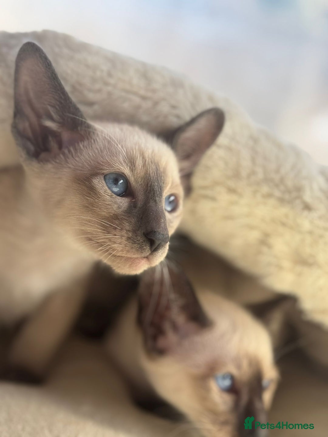 Siamese cats for sale: Siamese kittens - girls  - Image 13