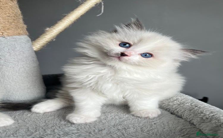 Ragdoll cats - Advert 3