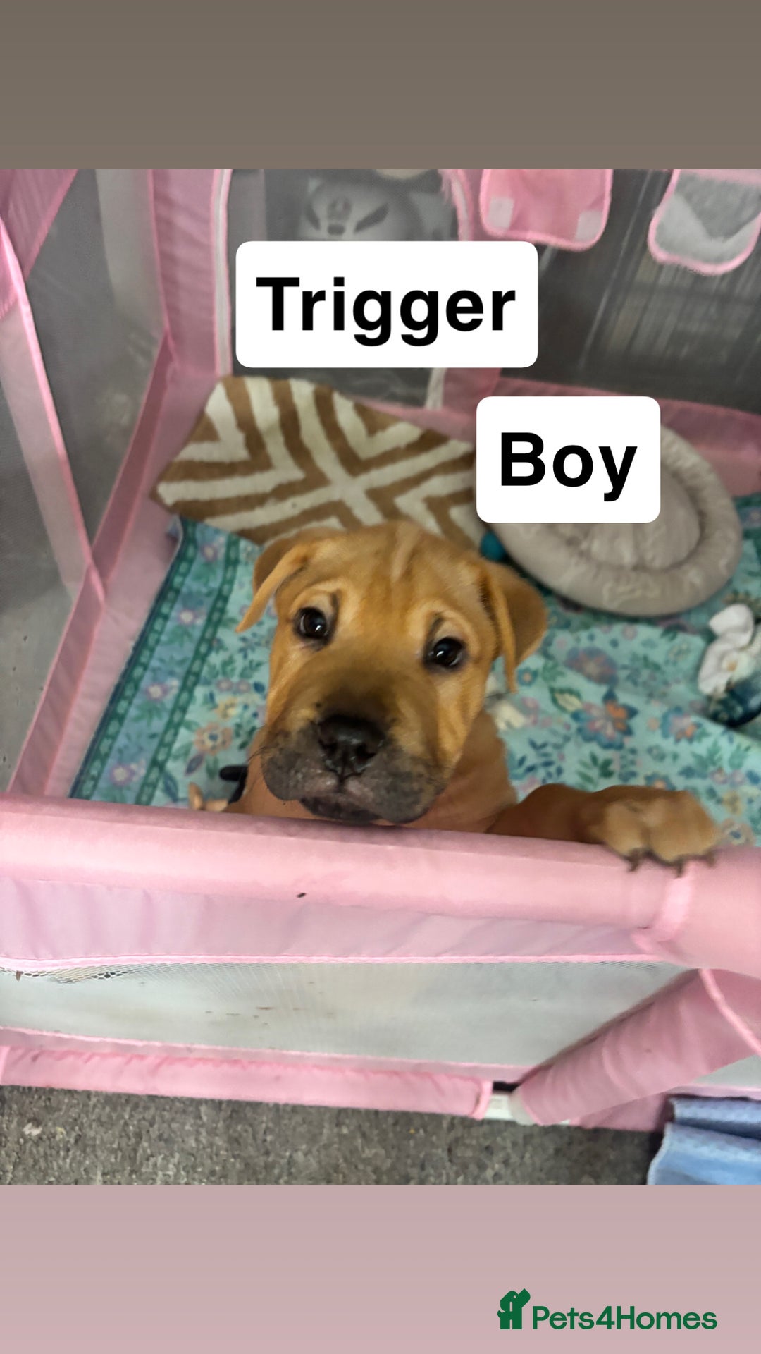 Mixed Breed dogs for sale: 4/9 left! - Advert 7