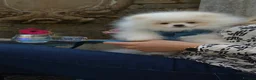 Pomeranian dogs for sale: Stunning WHITE Teddy type KC Pomeranian Boy - Advert 20
