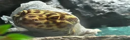 Leopard Gecko reptiles for sale: Leopard Gecko - Albie in Bristol - Advert 7
