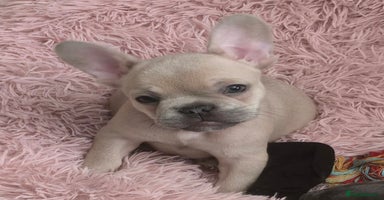 French Bulldog dogs - Advert 2