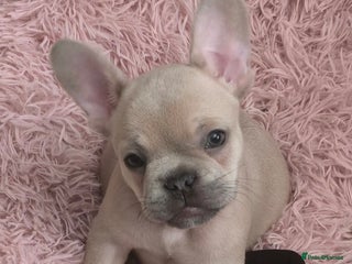 French Bulldog dogs - Advert 29
