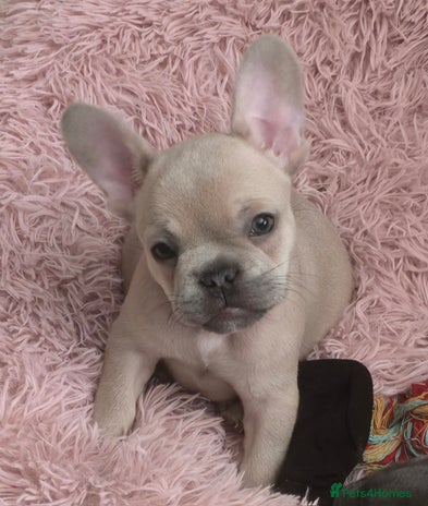 French Bulldog dogs - Advert 2