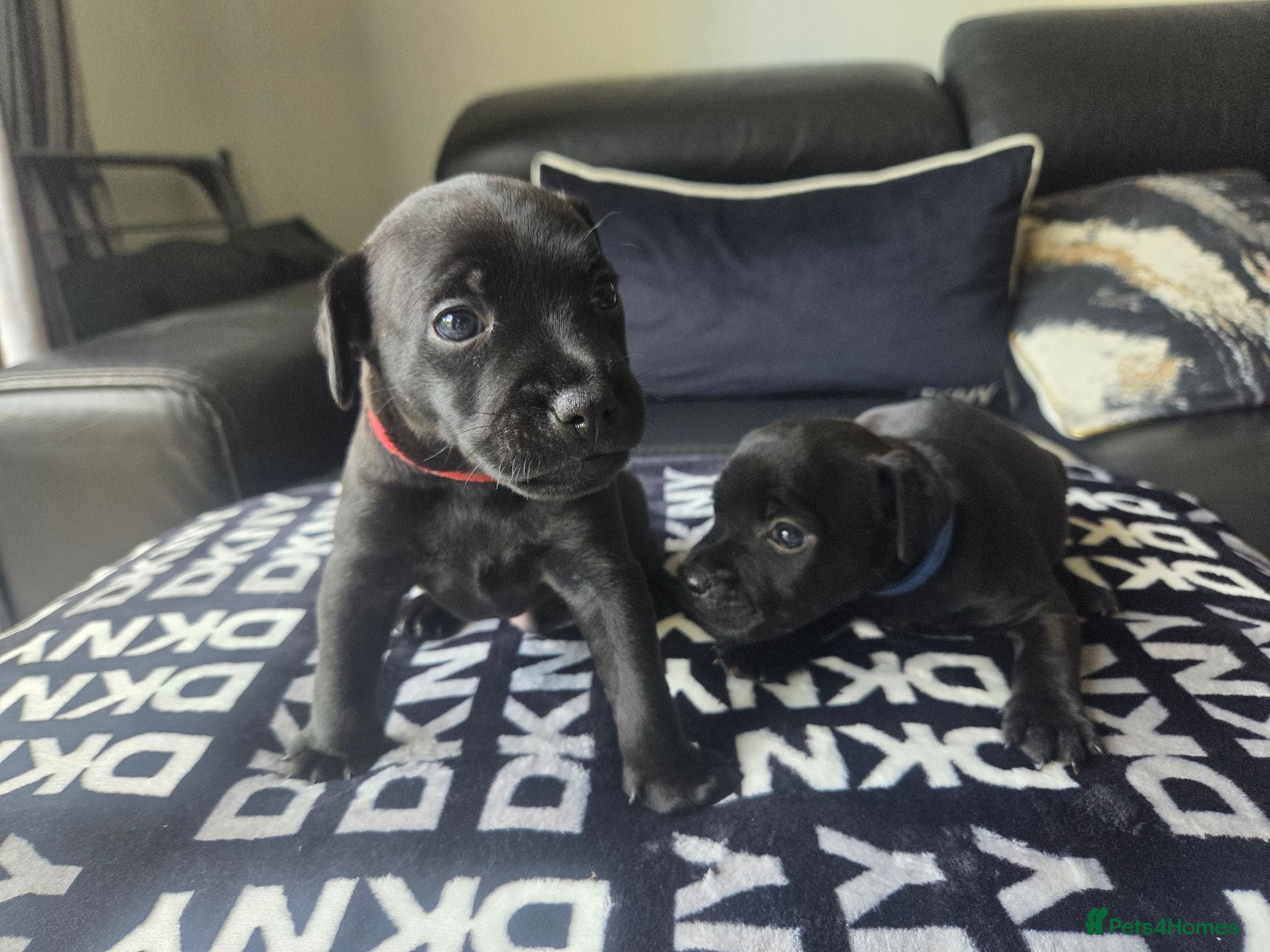 Patterdale Terrier dogs Patterdale Terrier Pups - Advert 2