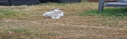 Mixed Breed rabbits for sale:  🐰Looking Forever loving Home for My prince kav💙 - Advert 3
