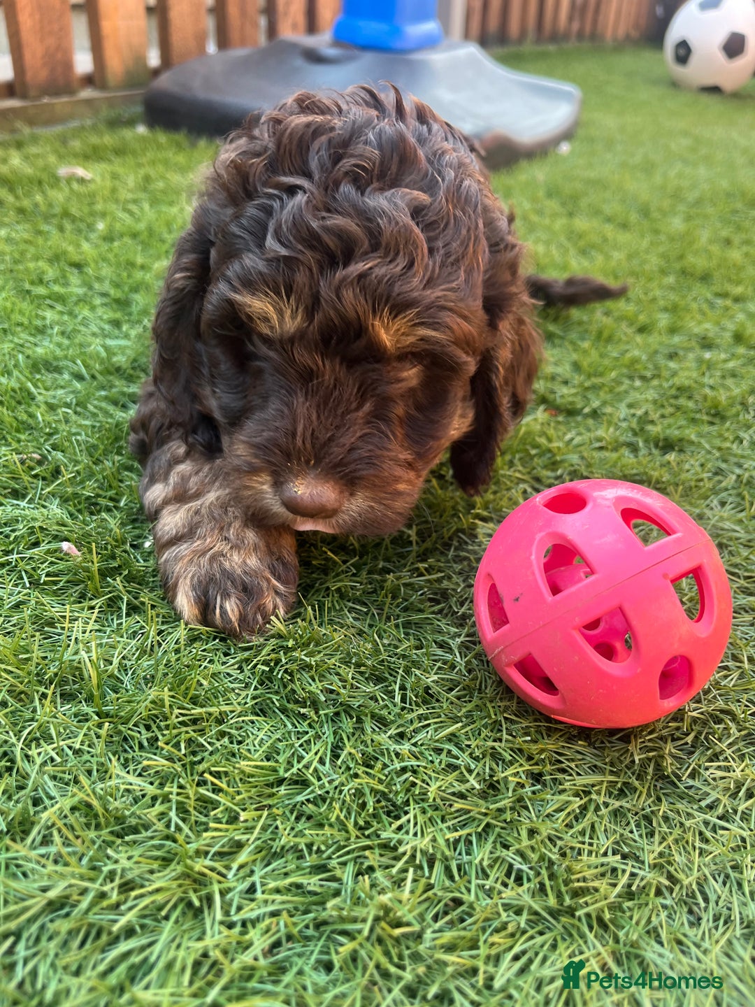 Cockapoo dogs for sale: F1 Cockapoo puppies  - Image 3