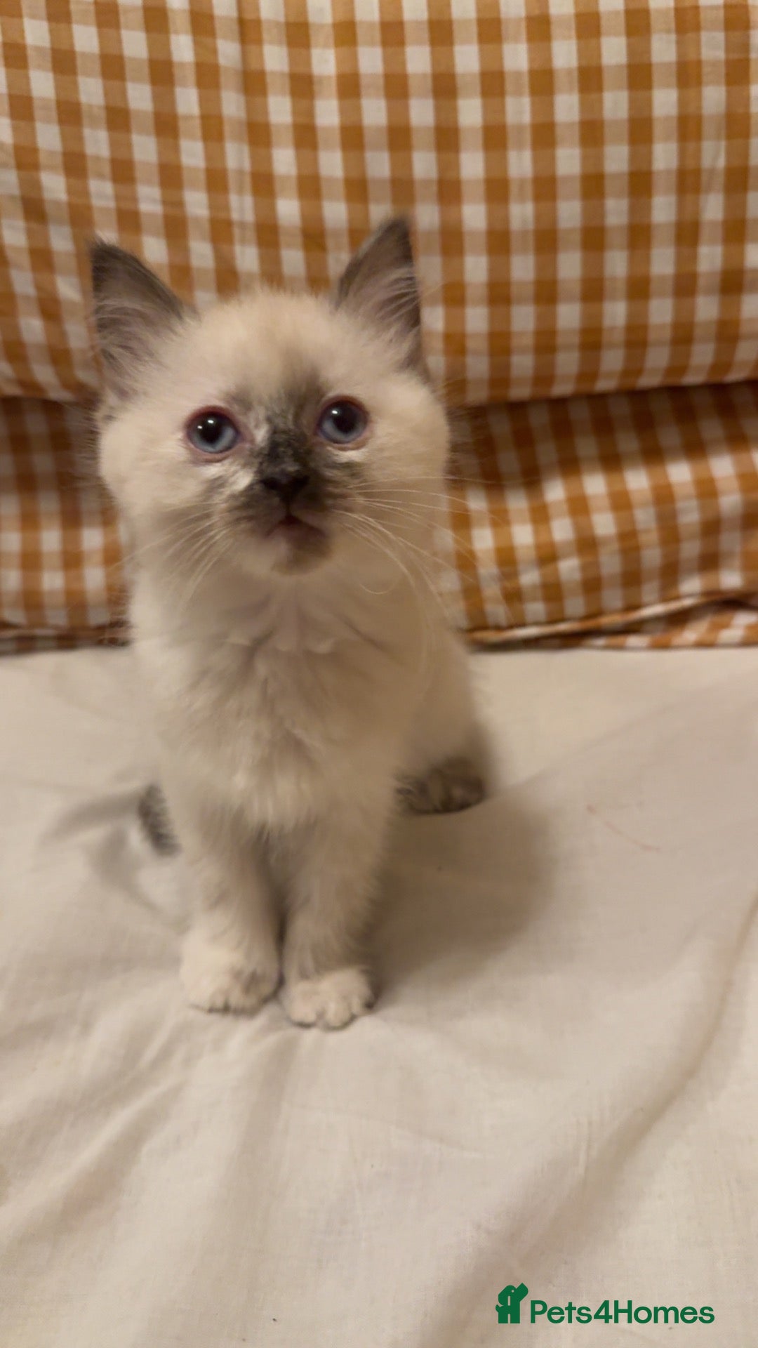 Ragdoll cats Beautiful Seal Tortie-Point Ragdoll Girl 🌸  - Advert 2