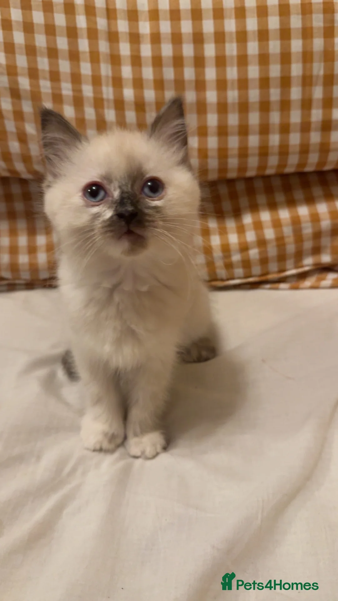 Ragdoll cats for sale: Beautiful Seal Tortie-Point Ragdoll Girl 🌸  - Advert 2