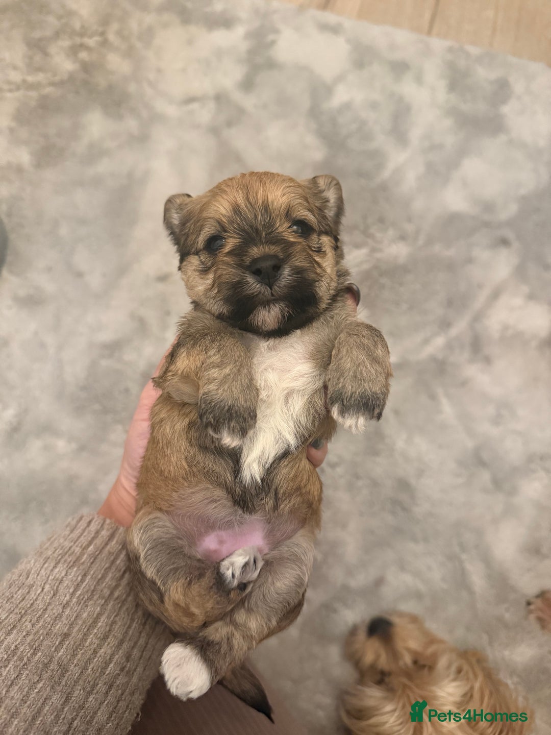 Mixed Breed dogs for sale: Absolutely gorgeous lhatese puppies - Advert 21