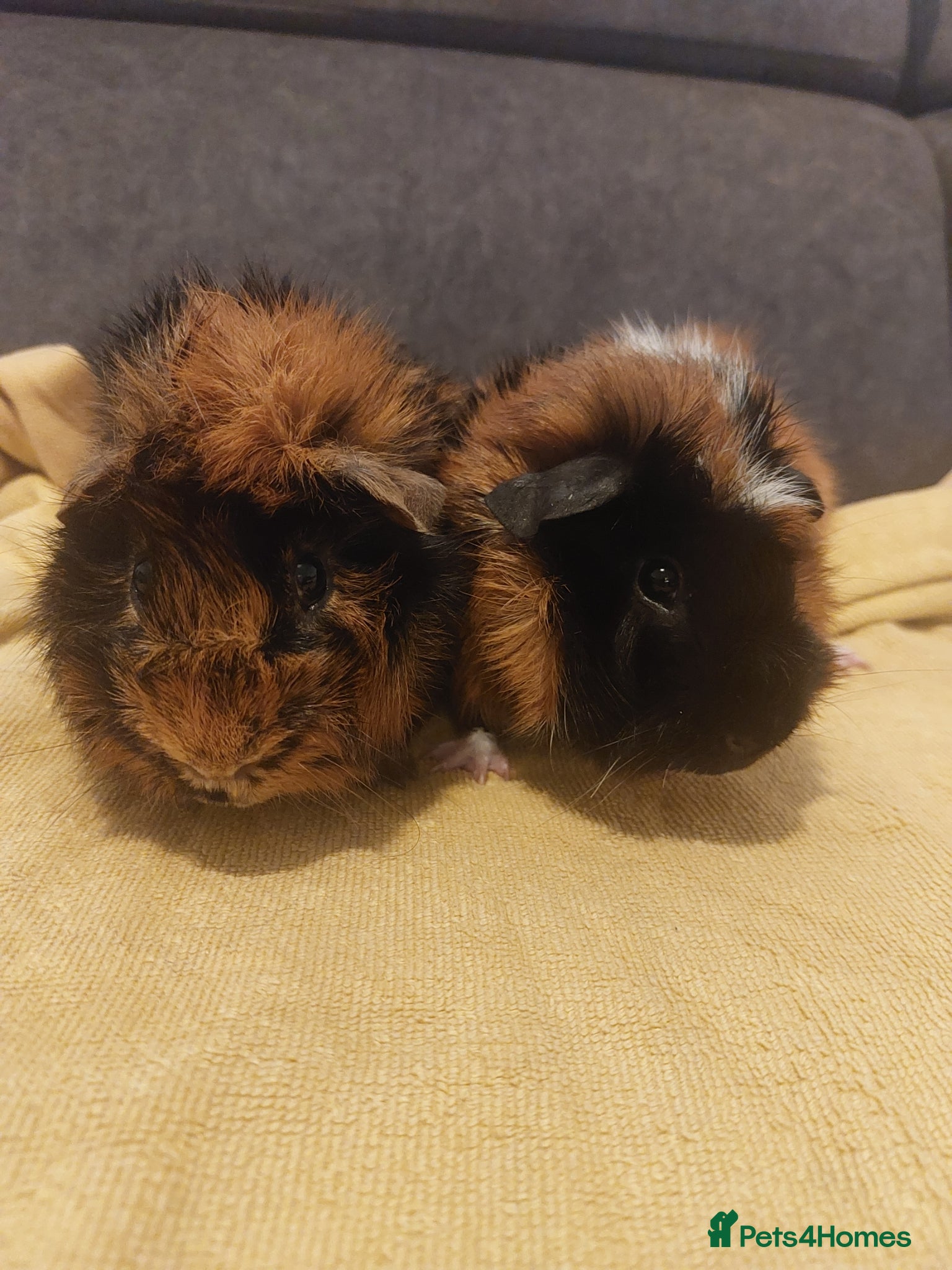 Guinea Pig rodents Two guinea pig boys for sale  - Advert 1