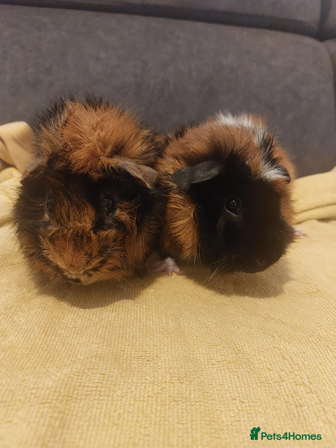 Guinea Pig rodents for sale: Two guinea pig boys for sale  - Advert 1