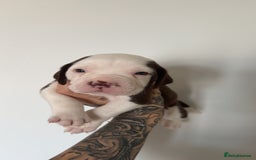 Mixed Breed dogs for sale: Litter of 9 healthy pups  - Image 12