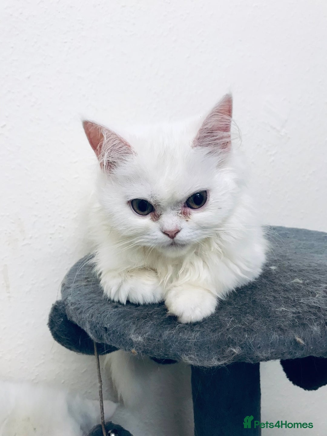 Scottish Fold cats for sale: Kittens  - Advert 7