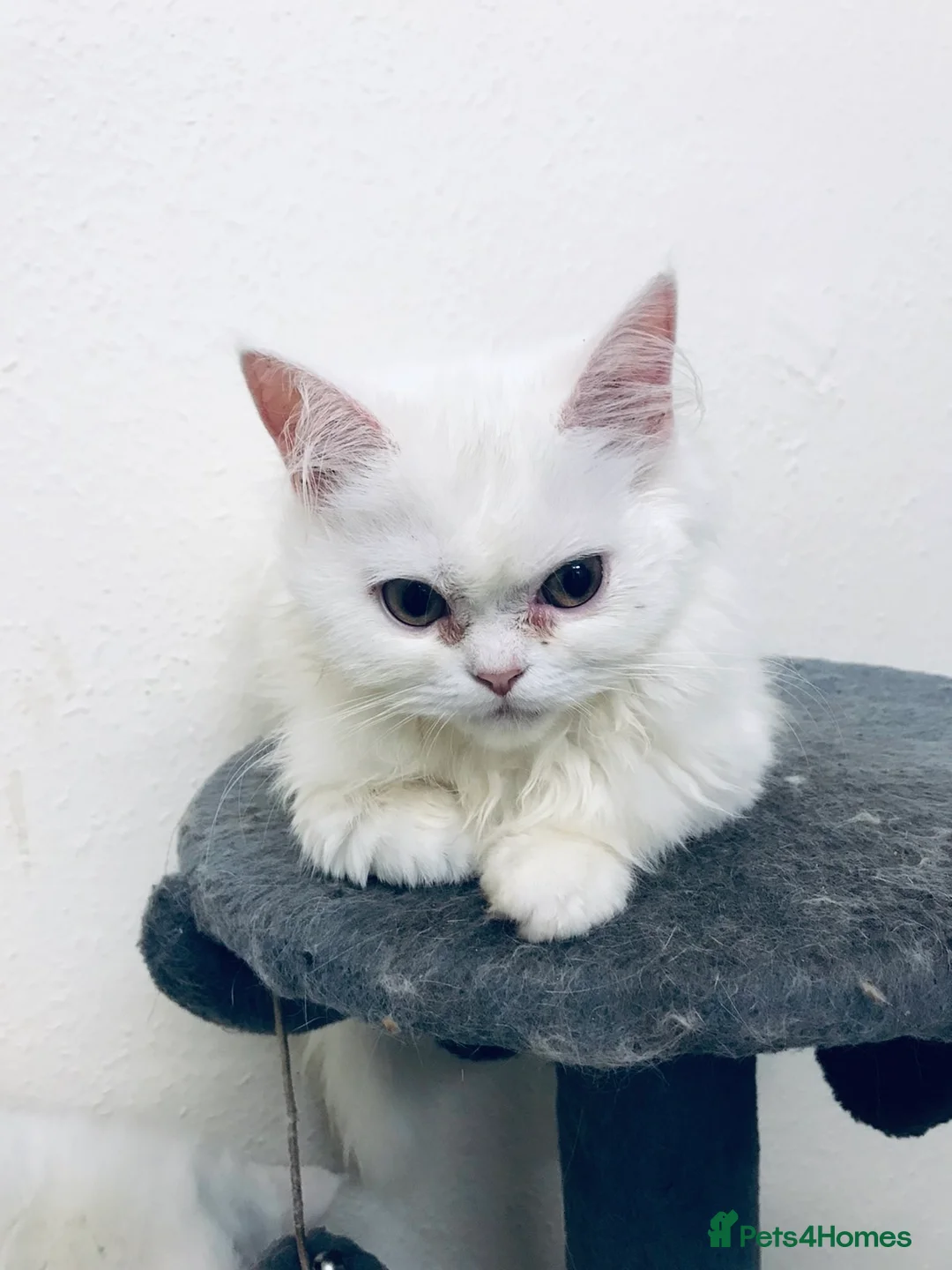 Scottish Fold cats for sale: Kittens  - Advert 6