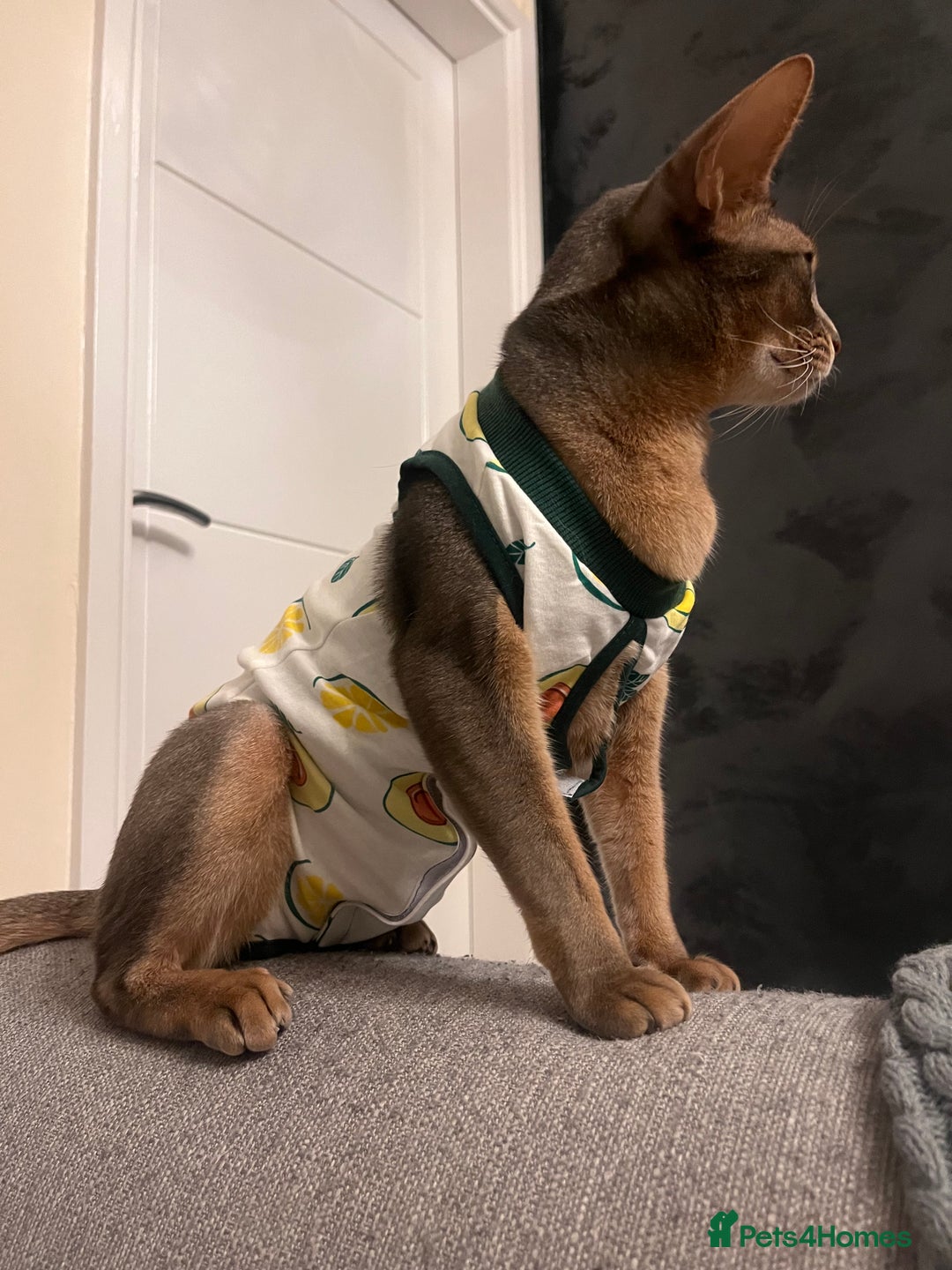 Abyssinian cats for sale: Loving Home Wanted for Our Abyssinian Boy, Yoda - Advert 13