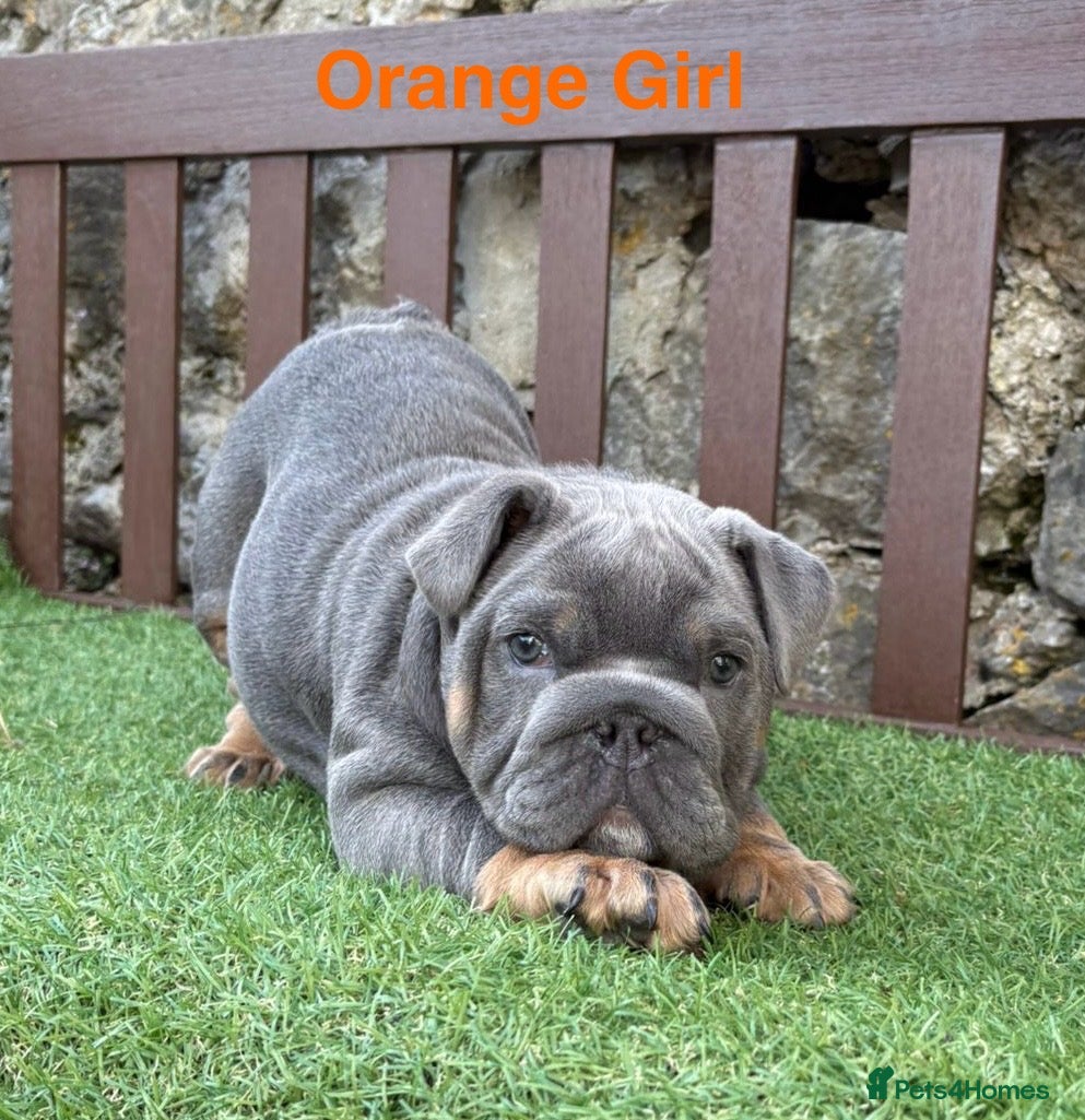 English Bulldog dogs KC Registered English bulldog puppies ❤️💙 - Advert 4