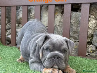 English Bulldog dogs KC Registered English bulldog puppies ❤️💙 - Advert 13