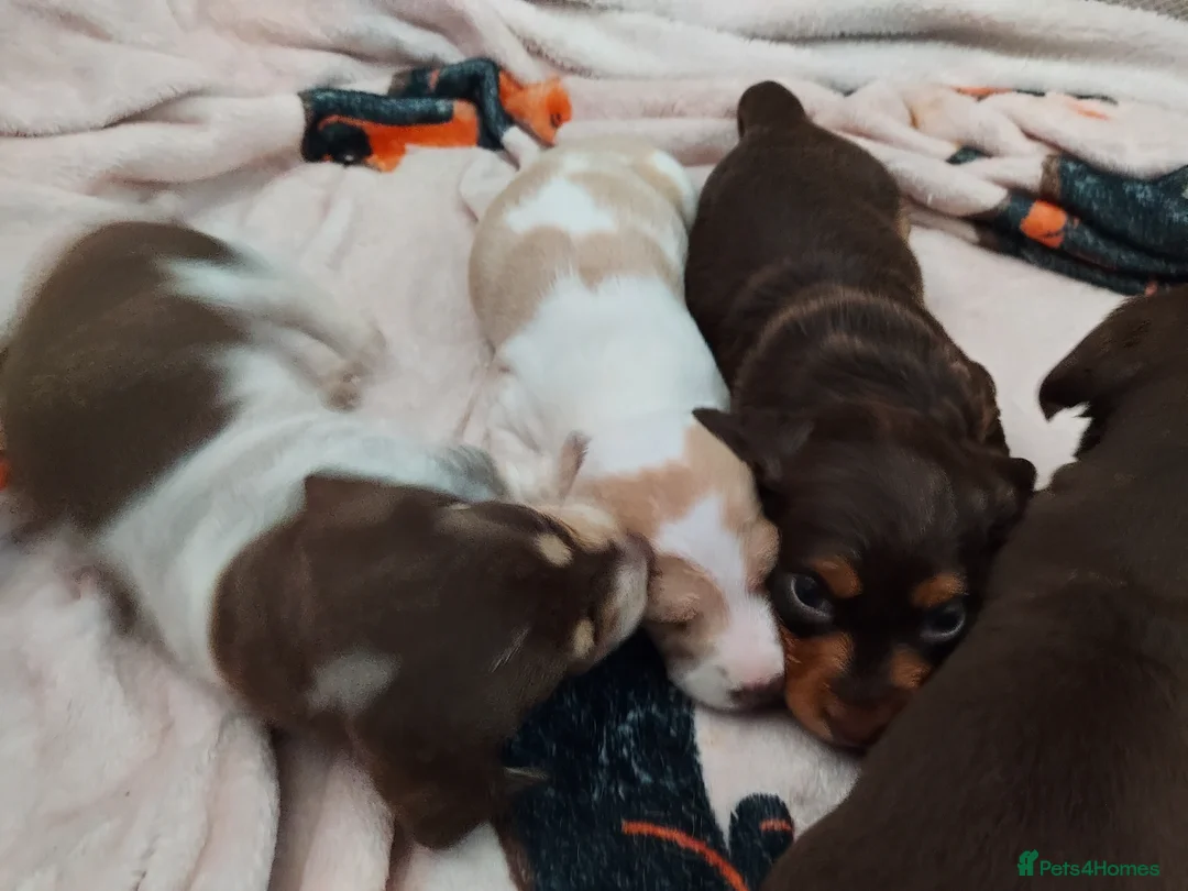 Miniature Dachshund dogs for sale: Miniature Dachshund Puppies - Advert 1