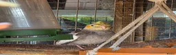 Cockatiels birds for sale: Baby cockatiel  in Stoke-on-Trent - Advert 7