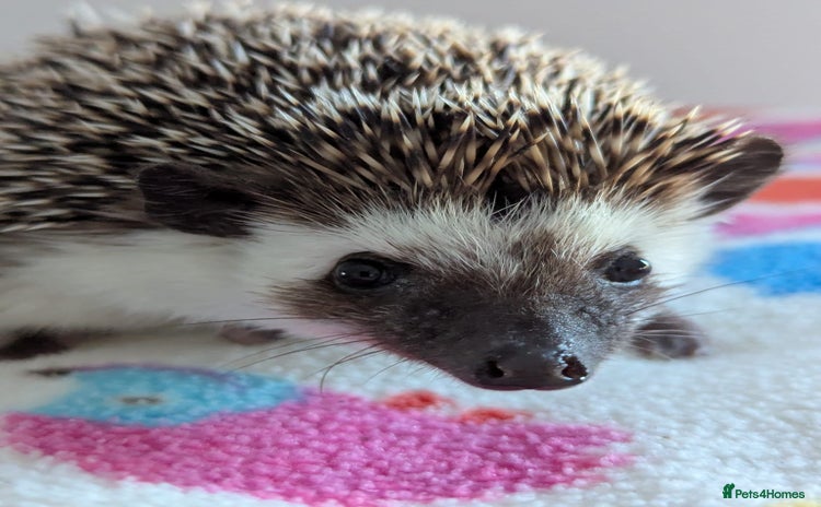 Pygmy Hedgehog rodents - Advert 1