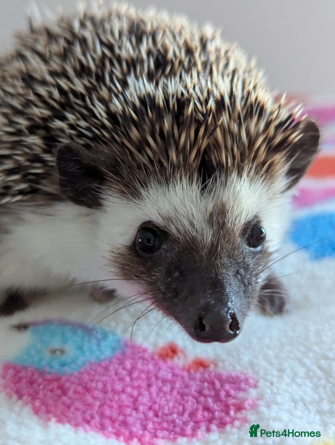Pygmy Hedgehog rodents for sale: Pygmy hedgehog  - Image 1