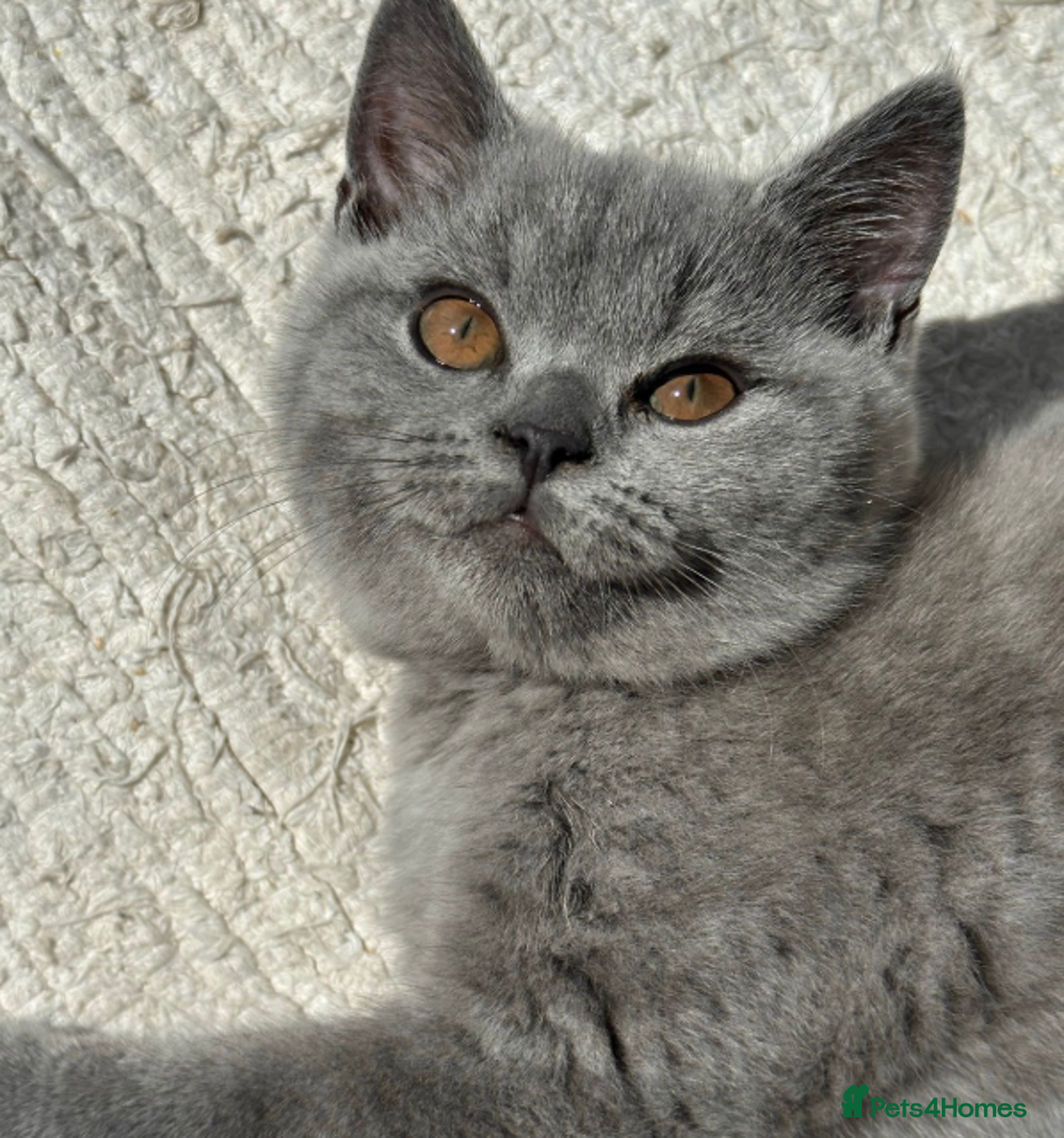 British Shorthair cats for sale: X5 British Shorthair Kittens – GCCF Registered - Advert 6
