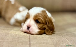 Cavalier King Charles Spaniel dogs for sale: 2 Female King Charles Cavaliers   - Advert 24