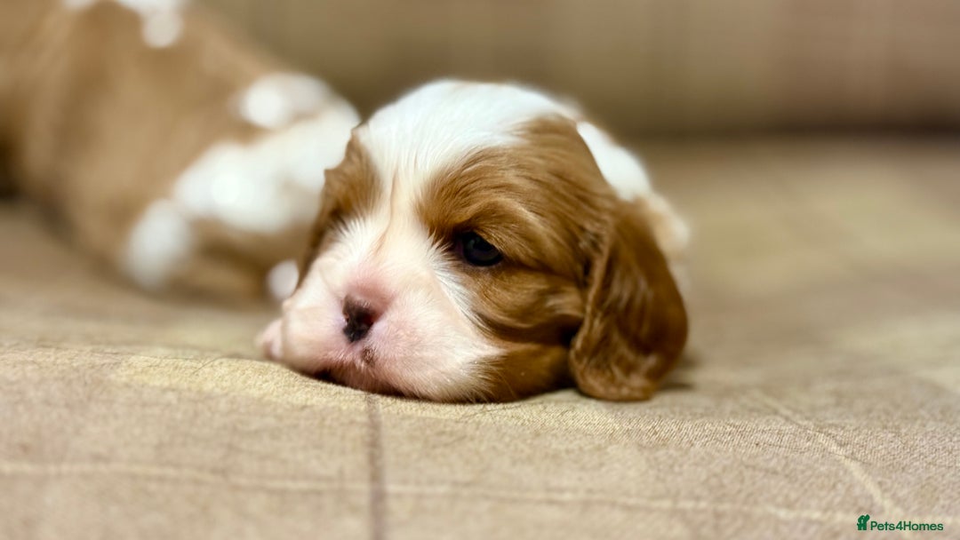 Cavalier King Charles Spaniel dogs for sale: 2 Female King Charles Cavaliers   - Advert 24