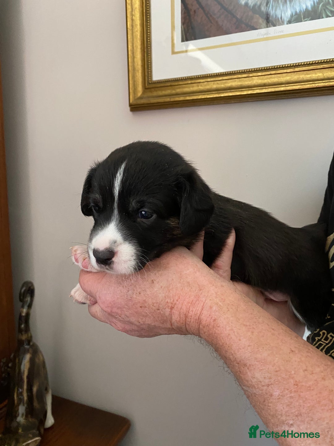 Welsh Corgi Cardigan dogs for sale: WELSH CARDIGAN CORGI BABIES - Advert 16