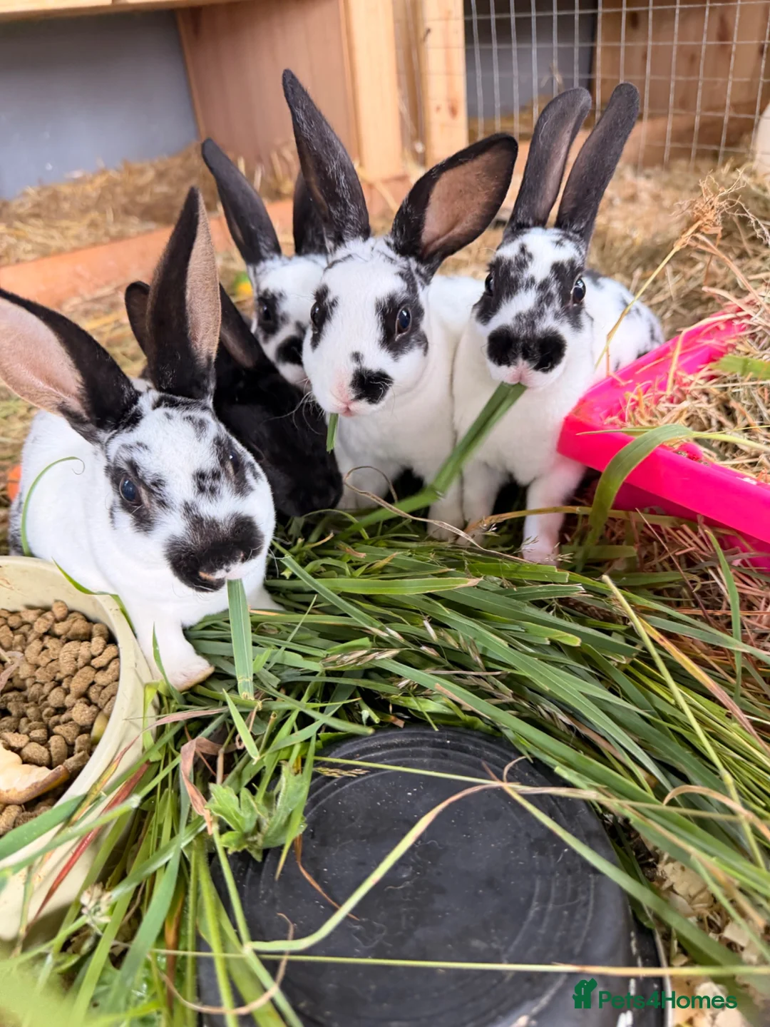 Rex rabbits for sale: Rex rabbits  in Bushmills - Advert 1
