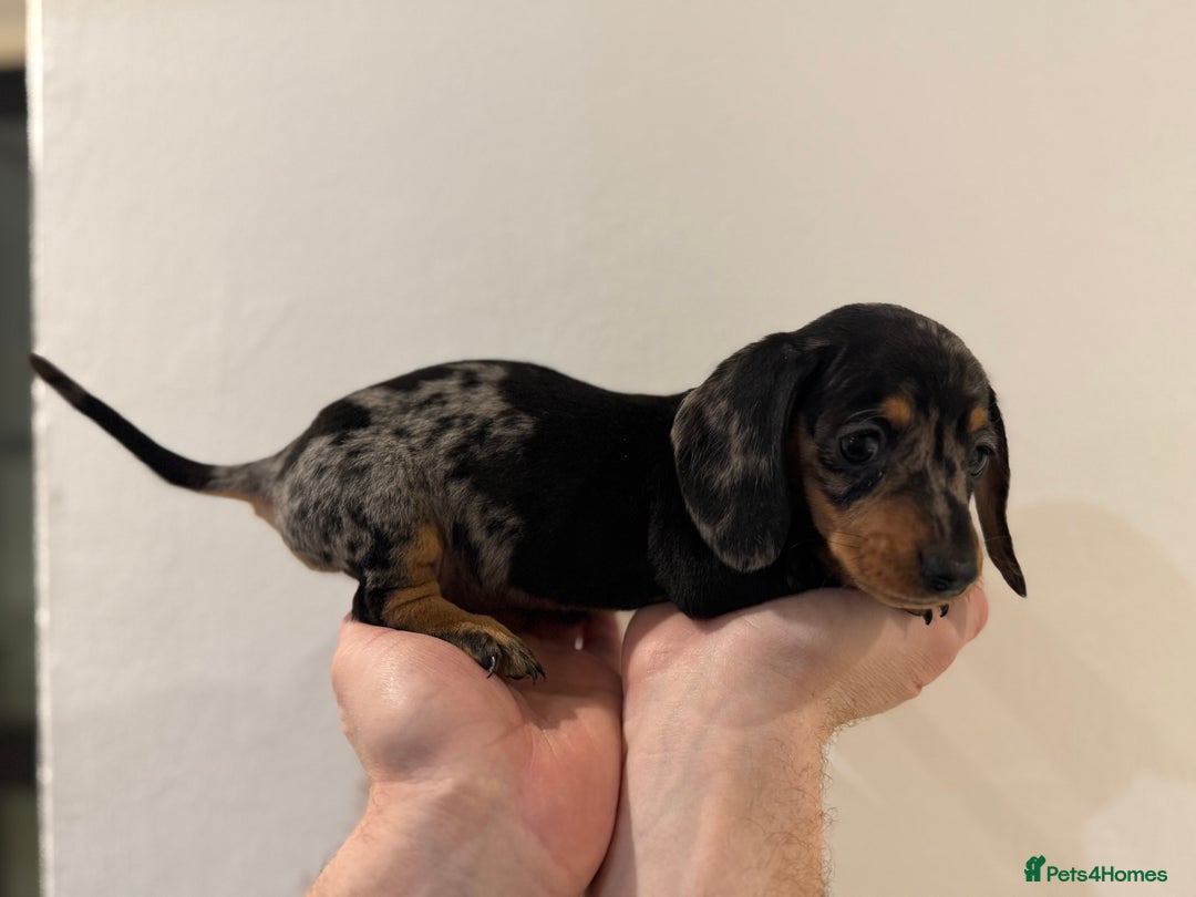 Miniature Dachshund dogs for sale: KC registered miniature dachshunds - Advert 13