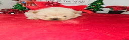 Chow Chow dogs for sale:  **  Litter of  Chow Chow Puppies - Advert 14