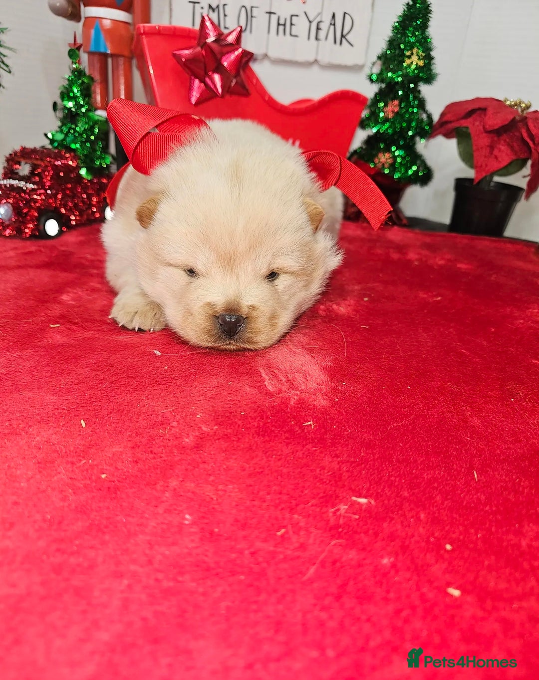 Chow Chow dogs for sale:  **  Litter of  Chow Chow Puppies - Advert 14