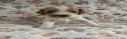 Mixed Breed dogs for sale: Adorable Cavapoo x Cavapoochon Puppies     - Advert 2