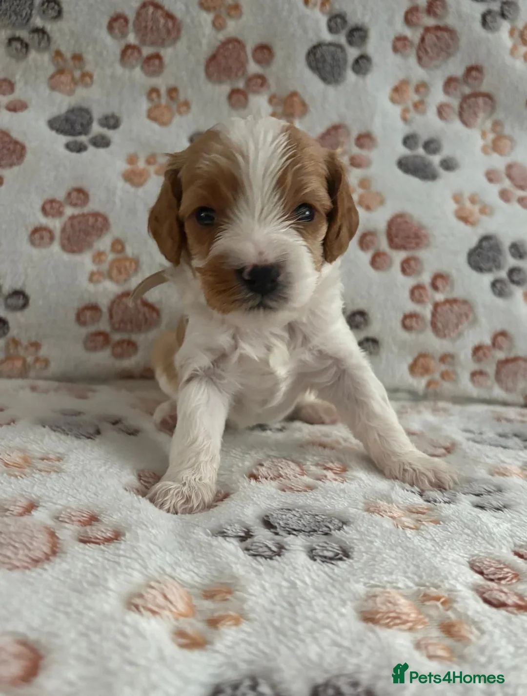 Mixed Breed dogs for sale: Adorable Cavapoo x Cavapoochon Puppies     - Advert 2