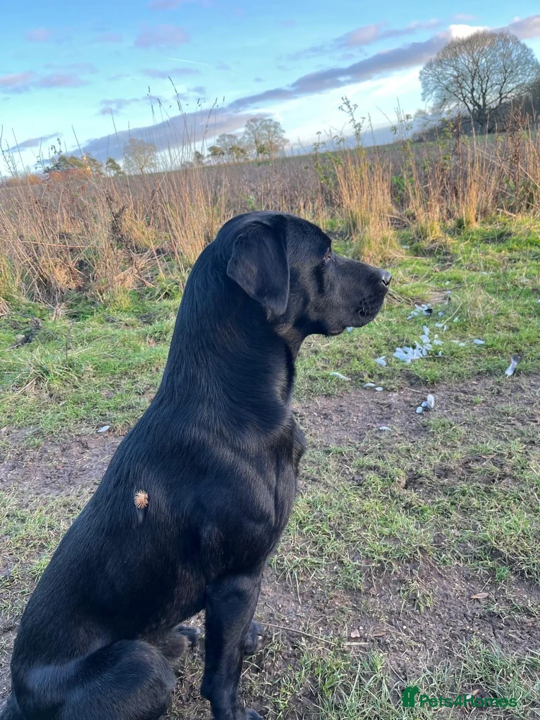 Labrador Retriever dogs for sale: Kc registered Labrador  - Advert 9