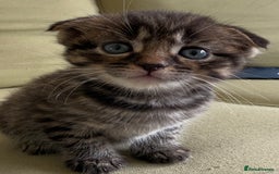 Scottish Fold cats for sale: 🐾ADORABLE SCOTTISH KITTENS FOR SALE🐾  - Image 8
