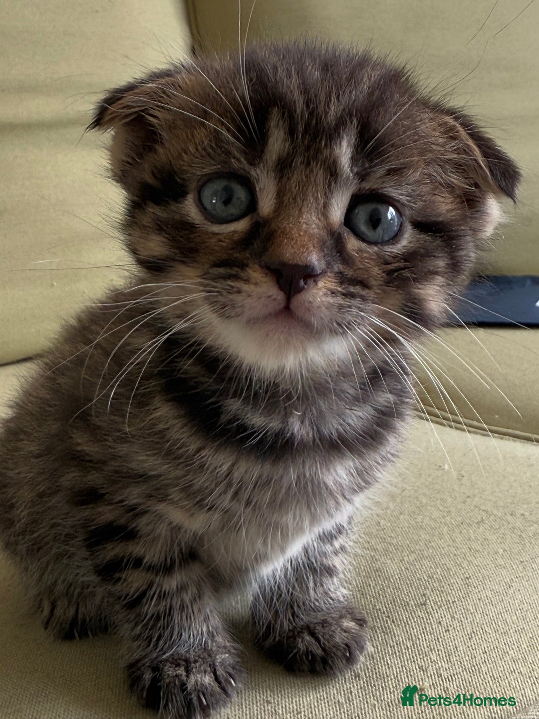 Scottish Fold cats for sale: 🐾ADORABLE SCOTTISH KITTENS FOR SALE🐾  - Image 8