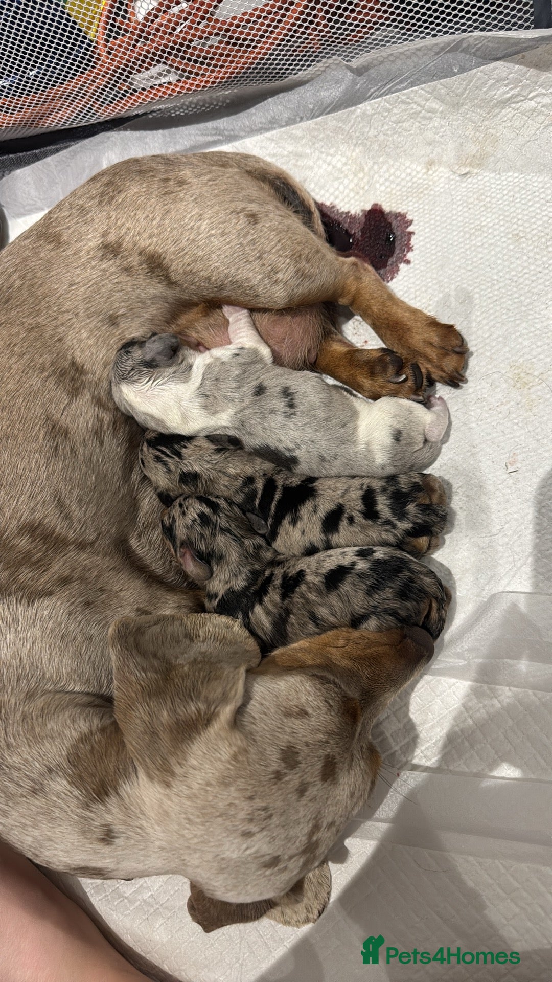Miniature Dachshund dogs for sale: Miniature dachshund  - Image 1