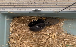 Netherland Dwarf rabbits for sale: Gorgeous Netherland Dwarf Rabbits 6 left 🐰 - Image 11