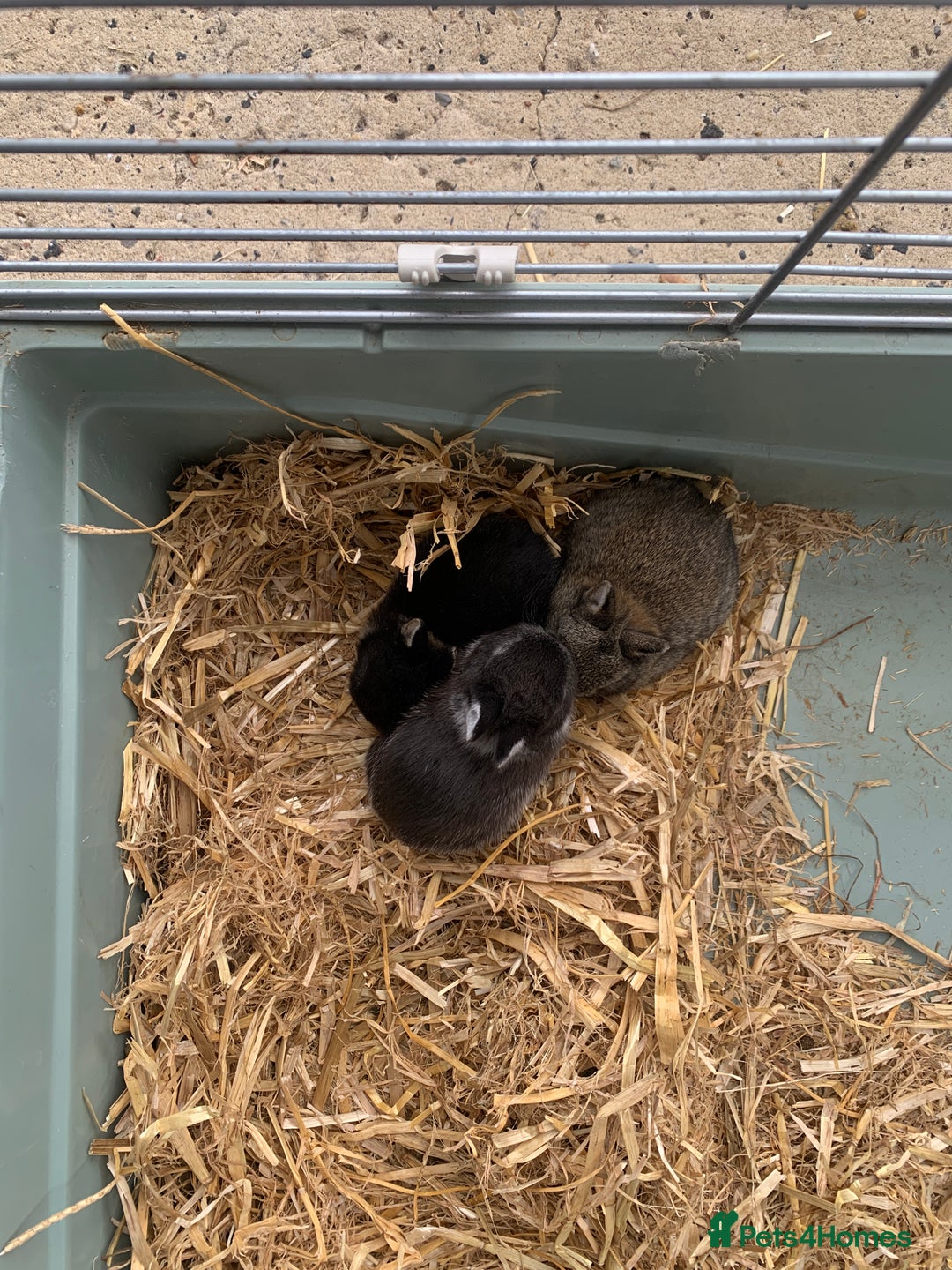 Netherland Dwarf rabbits for sale: Gorgeous Netherland Dwarf Rabbits 6 left 🐰 - Image 11