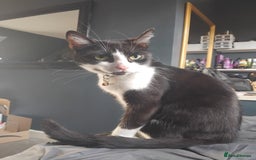 Mixed Breed cats for sale: Female kitty 10 months old 😺  - Image 1